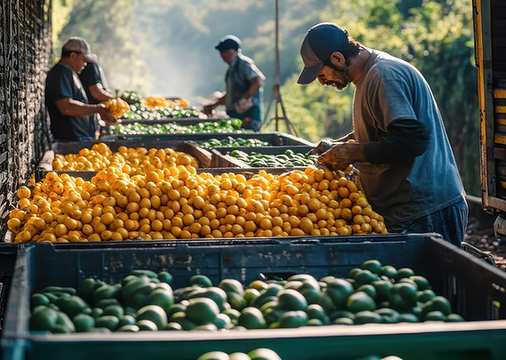 farmers-loading-trucks-with-freshly-harvested-produce.jpg