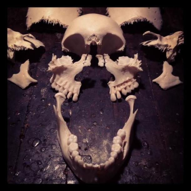 Skull Exploded view