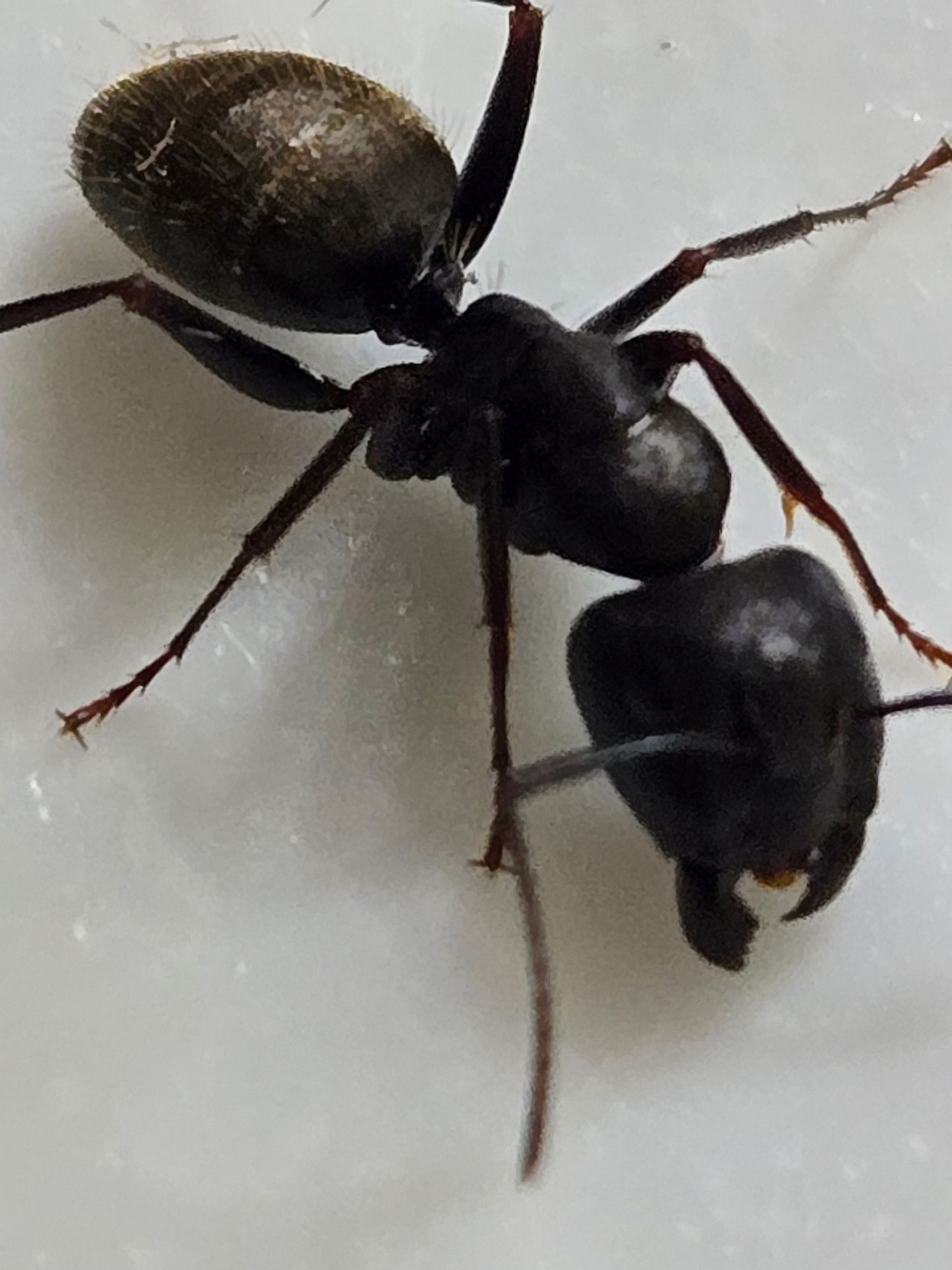 Ant