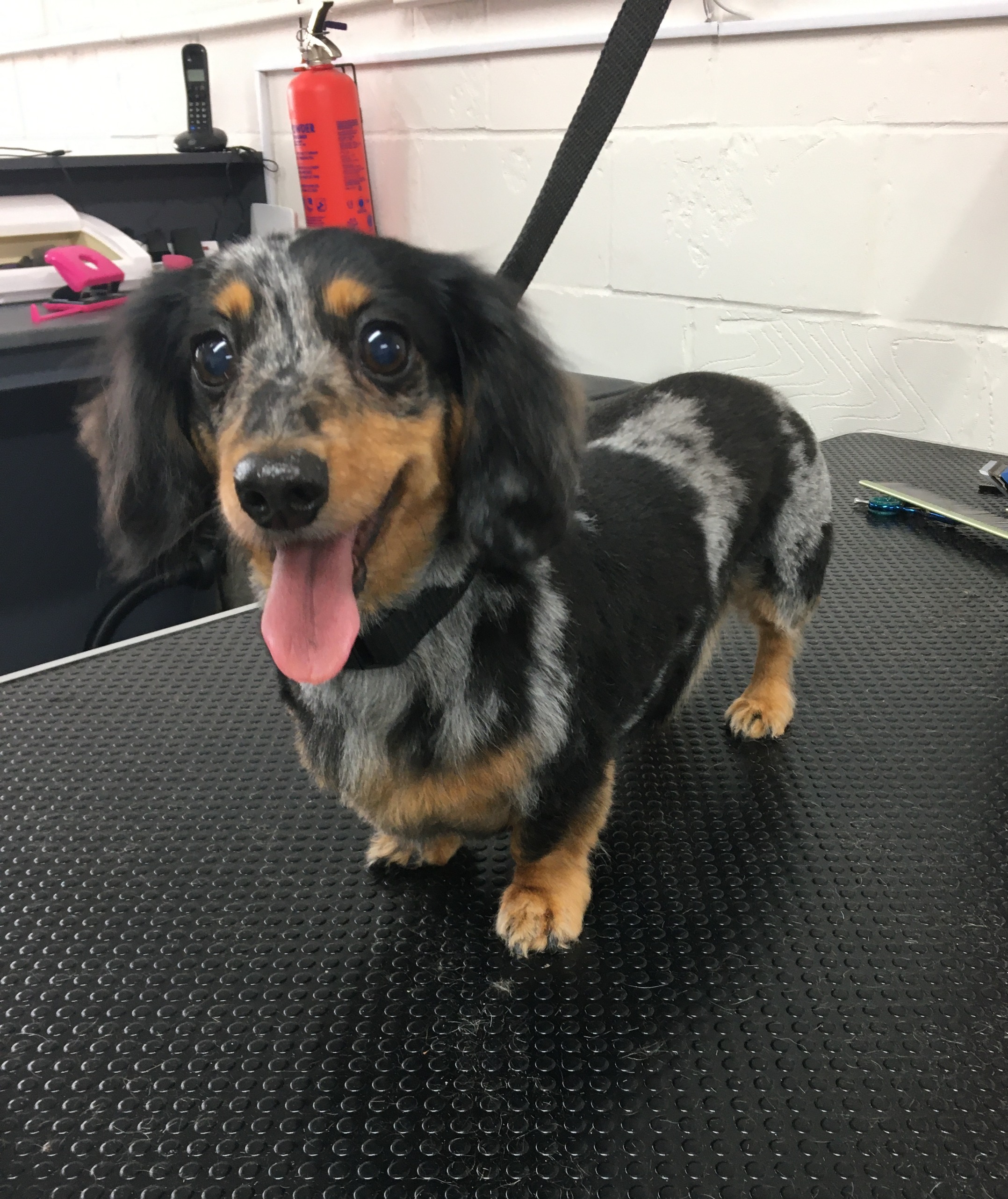 Dog grooming Maidstone Kent Mad About Dog