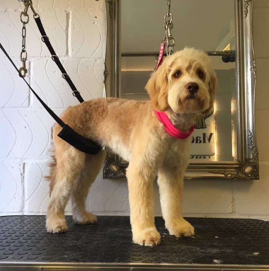 Dog grooming Maidstone Kent Mad About Dog