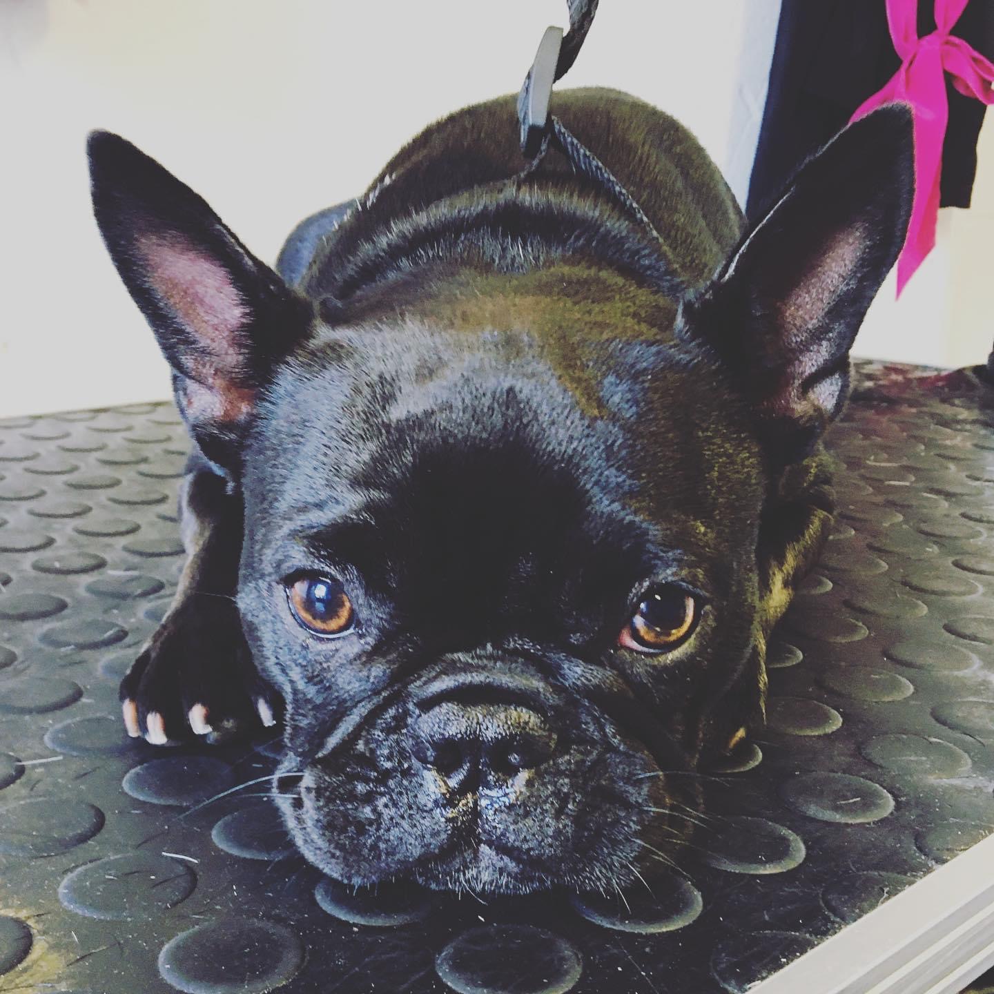 Dog grooming Maidstone Kent Mad About Dog