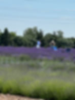 Plein Air - Lavender by the Bay