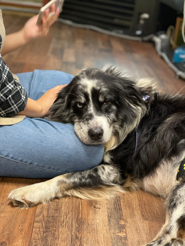 Dog Rescue Border Collies Looking For Homes Top Border Collies In