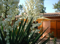 Garten_2