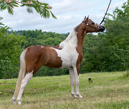 Strasslein Builders Gypsy Queen