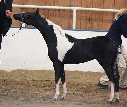 Wa-full Unique Sweet Sallee