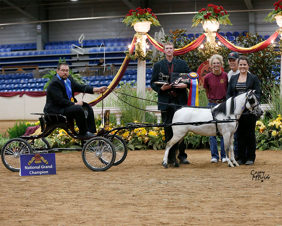 LITTLE KINGS EXCHANGE - 2x HOF (AMHR) BONDES BOUNCIN B MISS MOLLY - (AMHA)