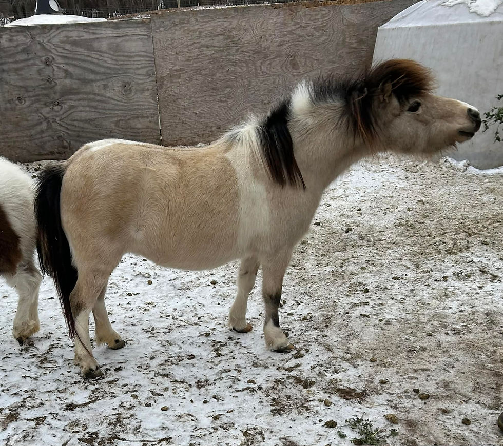 LITTLE KINGS EXCHANGE - 2x HOF (AMHR) BONDES BOUNCIN B MISS MOLLY - (AMHA)