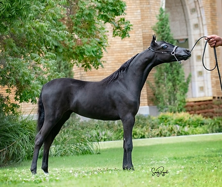 Lady K Farm Excalibur's Serenity