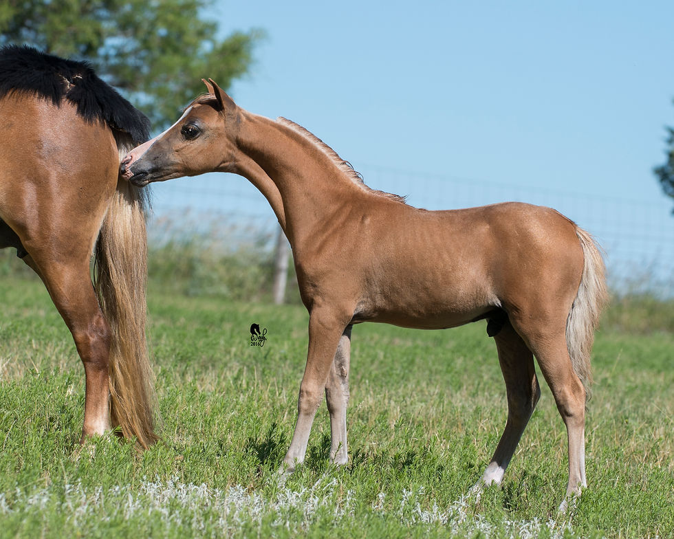 Bondes Bouncin B Pyros Flame