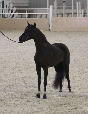 Lady K Farm Excalibur's Serenity