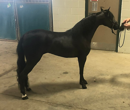 Lady K Farm Excalibur's Serenity