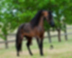RHAPSODY'S LATIN TANGO - HOF