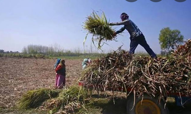 Nabard to disburse Rs 1.20 lakh crore crop loan this fiscal