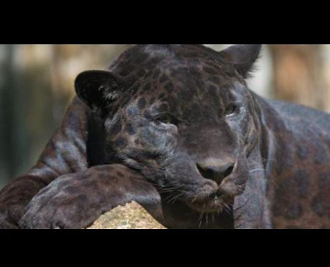 FLASH OF DEATH - MAN PAYS FOR PHOTO WITH LEOPARD, MAULED