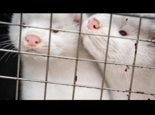 DEAD MINK RESURFACE FROM MASS GRAVE IN DENMARK