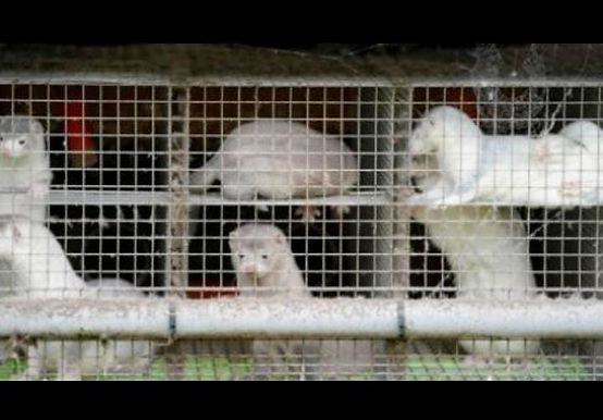 DENMARK TO CULL MILLIONS OF MINKS OVER MUTATED COVID-19