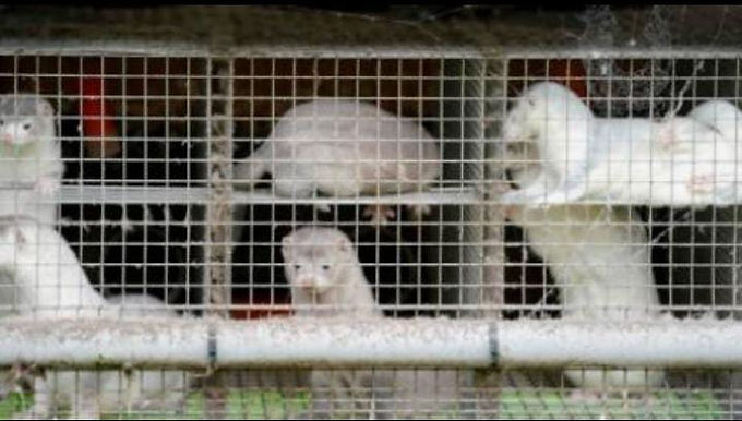 DENMARK TO CULL MILLIONS OF MINKS OVER MUTATED COVID-19