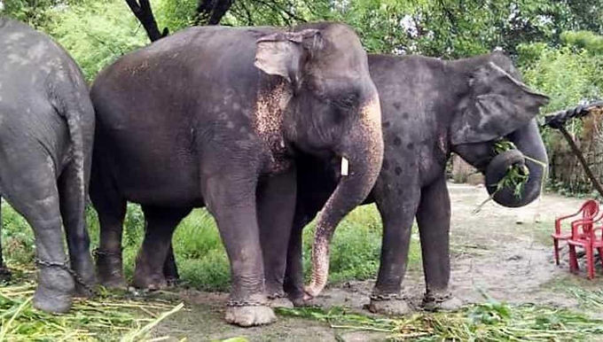 Central govt team to take stock of man-elephant conflict in Uttarakhand: