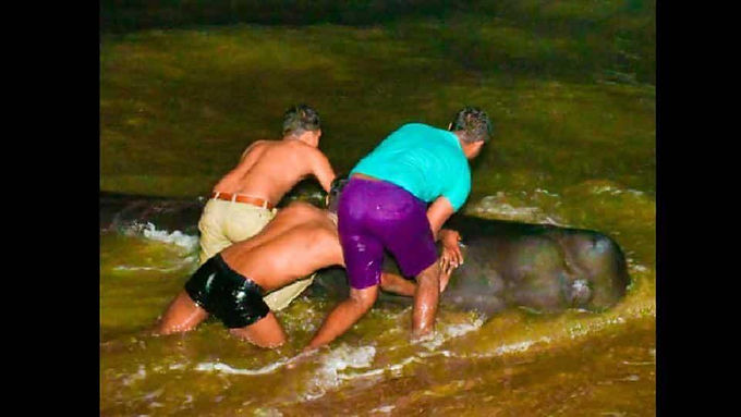 Sri Lankan villagers and navy rush to rescue about 100 stranded whales from coast: