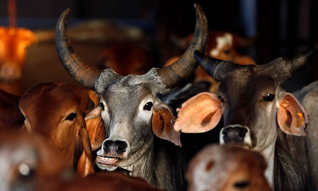 Allahabad High Court states that UP Prevention Of Cow Slaughter Act is being misused Against Innocent Persons