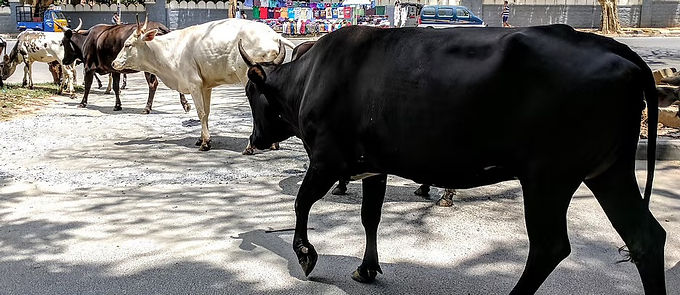 Kerala HC passes restraints against Rehana Fathima for the use of "Gomatha" for beef preparation