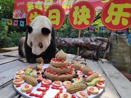 World's oldest panda in captivity dies in China