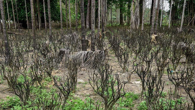 No biodiversity study done yet for drilling inside Assam’s Dibru-Saikhowa national park, OIL tells Gauhati HC: