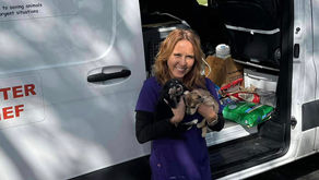 8 Orphaned Puppies are Safe