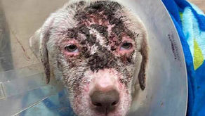 Charlotte Came into a Rural Shelter in Heartbreaking Condition.