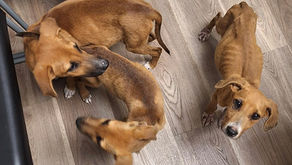 Emaciated Puppies From a Neglect Case