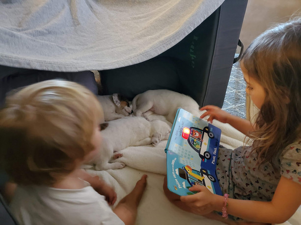 Emily's kids and puppies.jpeg