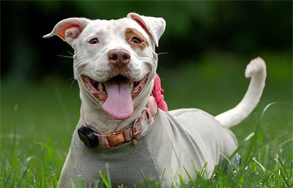 Adopted... and Dumped