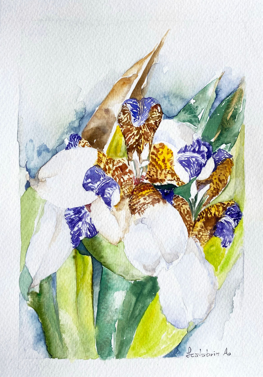 AQUARELAS