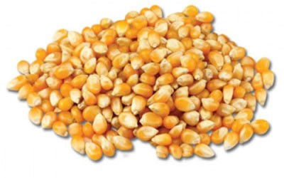 Yellow Corn