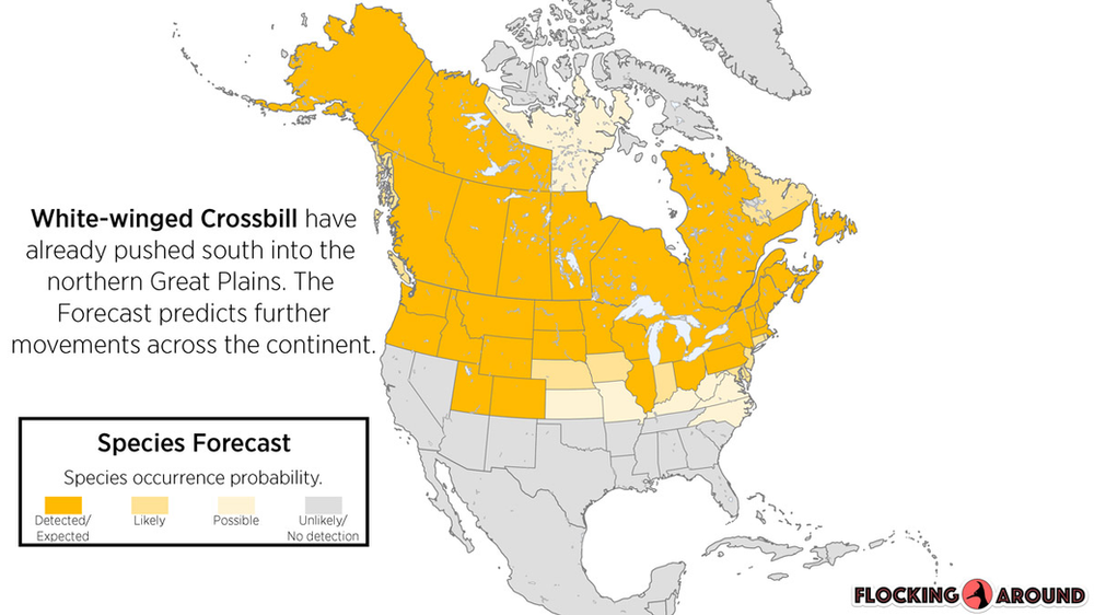 White-winged Crossbill Irruption Map