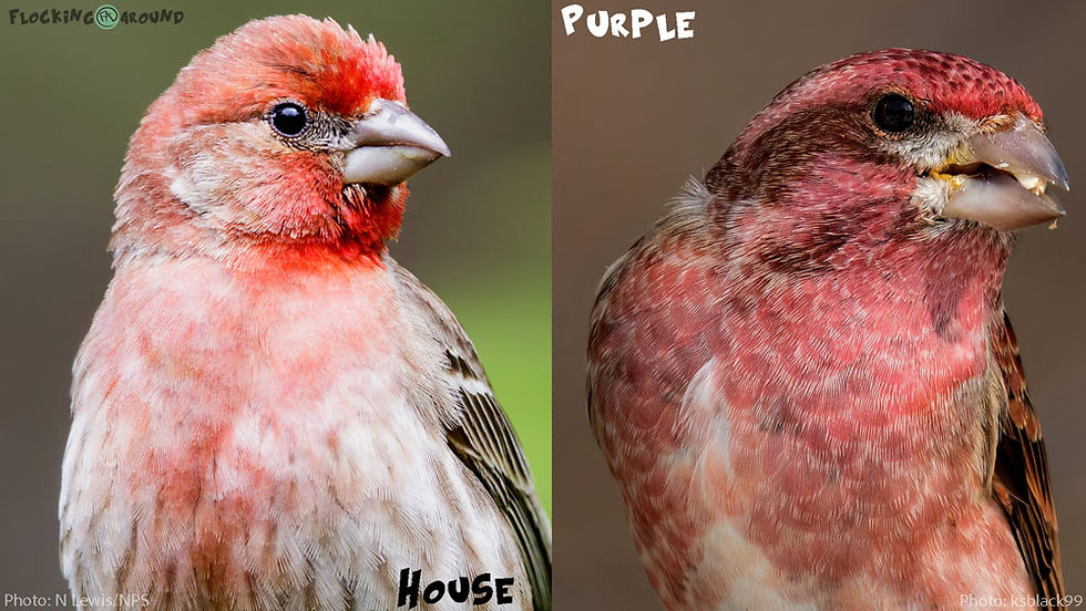 House Finch vs Purple Finch Learn to identify House and Purple Finches