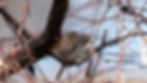 A Lincoln's Sparrow (left) shares a branch with a Song Sparrow (right).