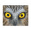 Thumbnail: a canvas print of an owl face with yellow eyes