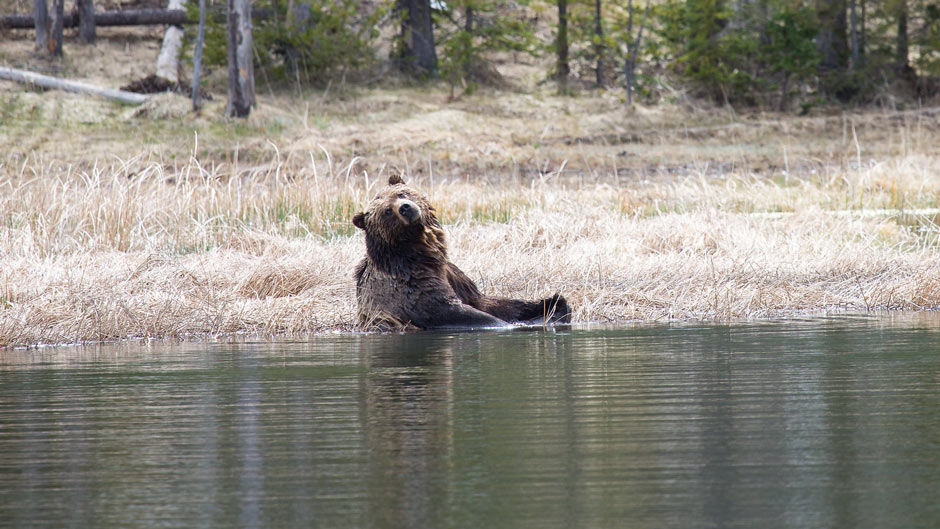 Bear Safety Bear Spray Bear Attack Prevention