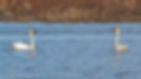 A pair of Trumpeter Swans sit in the water.