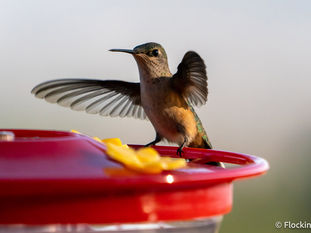 a rufus and green hummingbird with outstretched wings on a red hummingbird feeder