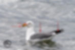 California Gull identification tips