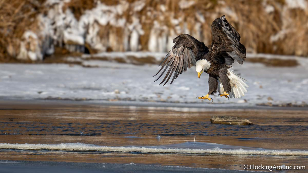 A Bald Eagle is landing on ice with its feet extended