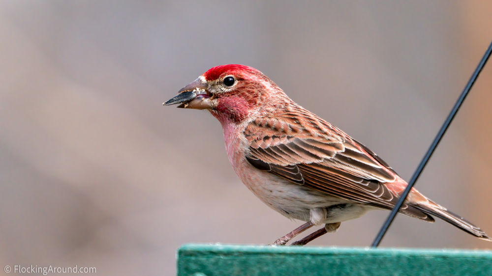 Which Bird Feeder Should I Buy