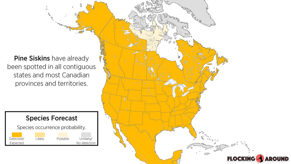 Pine Siskin Irruption Map
