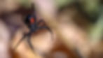a black spider with a red hourglass shape