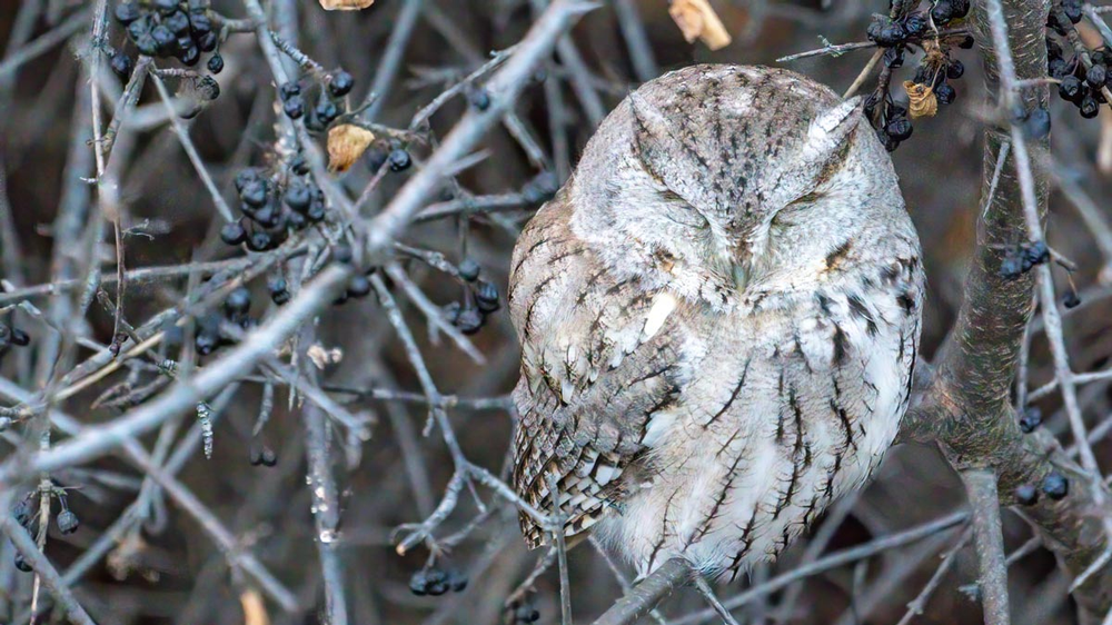 An Eastern Screech-Owl sits in a serviceberry bush.