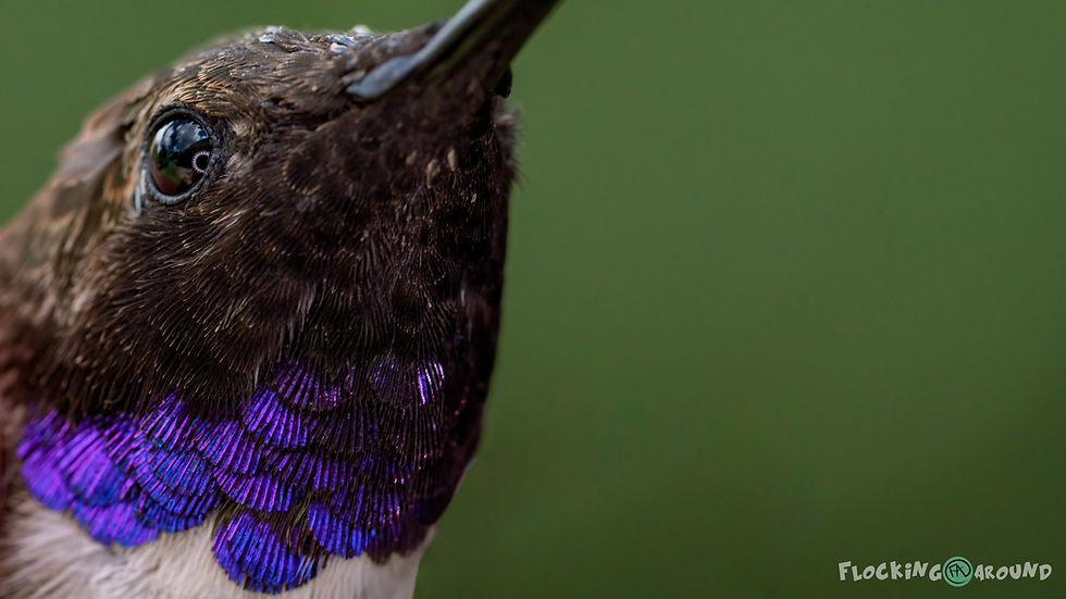 male Black-chinned Hummingbird